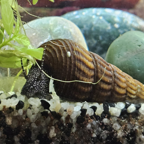 Tylomenia Patriarchalis White spot.