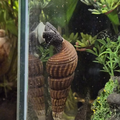 Tylomenia Patriarchalis White spot.