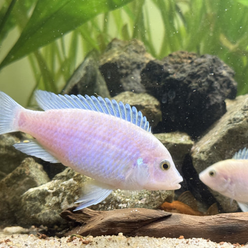 Labidochromis Chimusulae