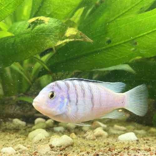 Labidochromis Chimusulae