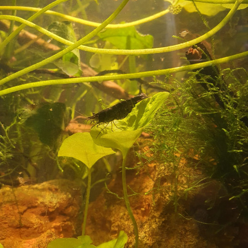 Blue velvet déclassées