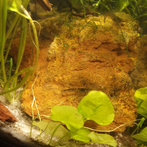 Blue velvet déclassées