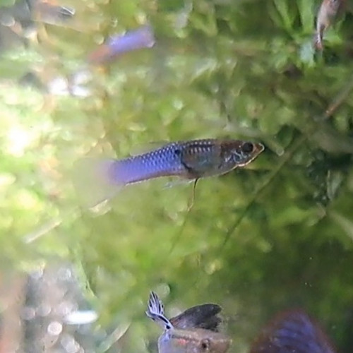 Guppys mâles et femelles adultes