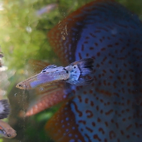 Guppys mâles et femelles adultes