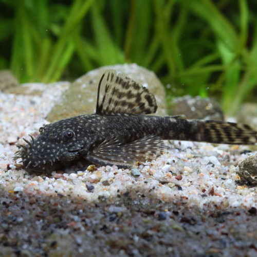 Couple d’Ancistrus noirs