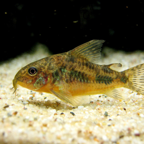Cherche Corydoras paleatus
