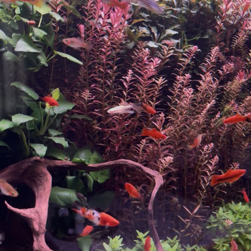 Xiphophorus hellerii