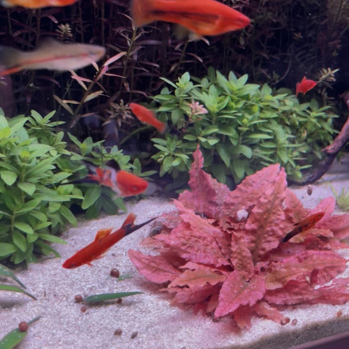 Xiphophorus hellerii