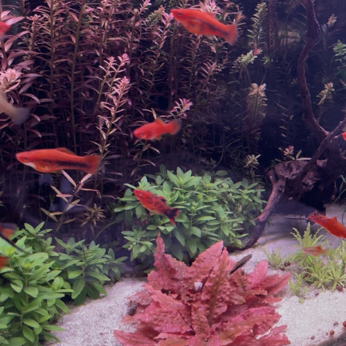 Xiphophorus hellerii