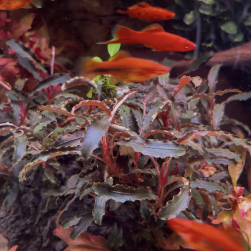 Xiphophorus hellerii