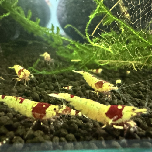 Caridina Crystal Red