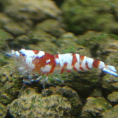 Red Fancy Tiger - Caridina