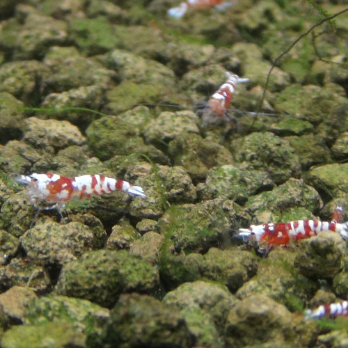 Red Fancy Tiger - Caridina