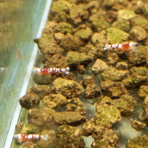 Red Fancy Tiger - Caridina