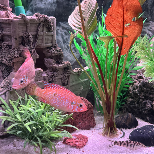 Donne poisson urgent