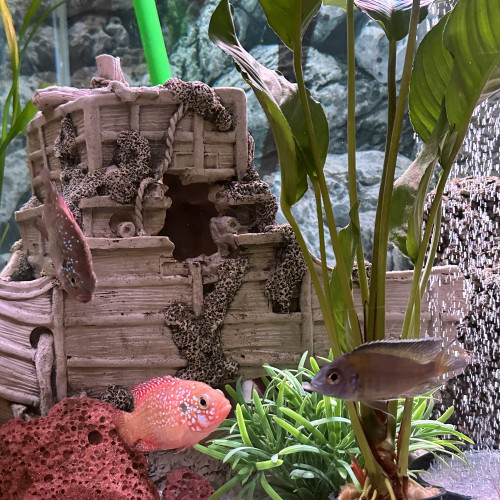 Donne poisson urgent