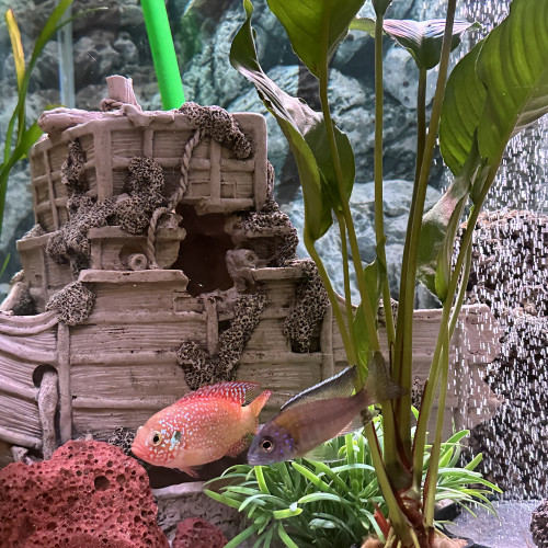 Donne poisson urgent