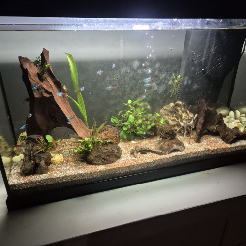 A vendre Urgent Poisson, Aquarium, décor, etc
