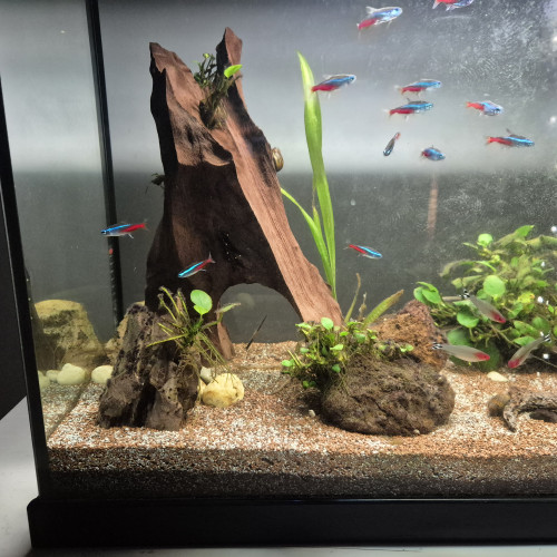 A vendre Urgent Poisson, Aquarium, décor, etc