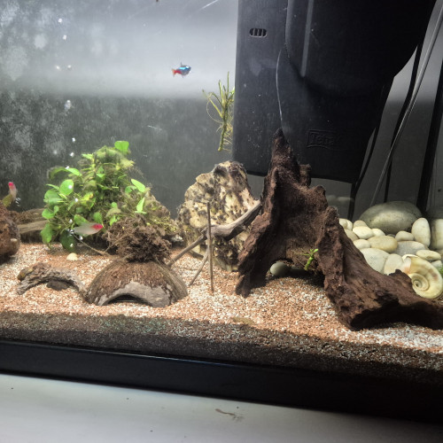A vendre Urgent Poisson, Aquarium, décor, etc