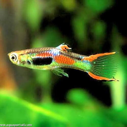 Guppy endler: Poecilia-wingei et blue japan