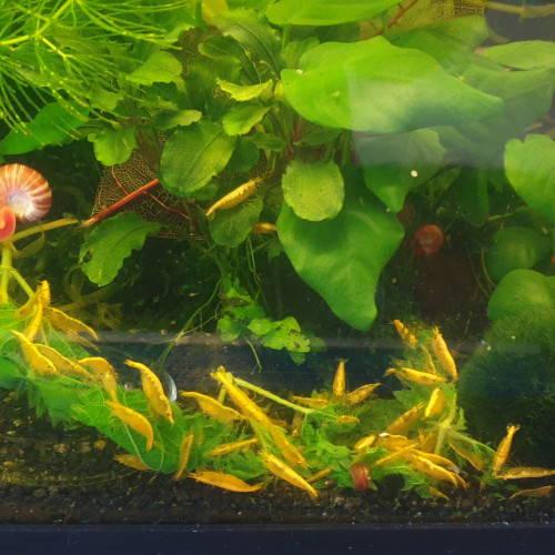 crevettes Yellow néon