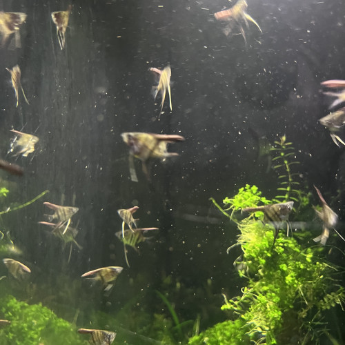 Jeune scalaire itaya