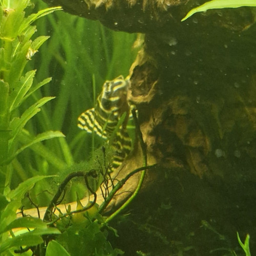 Hypancistrus L 333