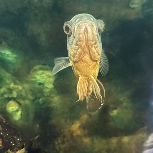 Oscar - Astronotus Ocellatus