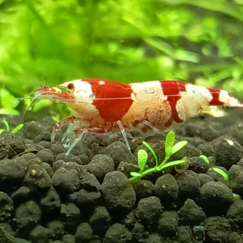 Crevette crystal red/black