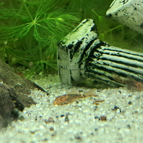 Ancistrus noir, gold, noir et rouge à voile