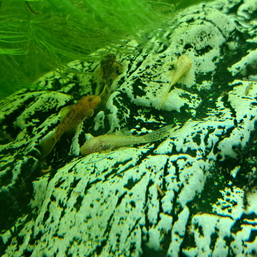 Ancistrus noir, gold, noir et rouge à voile