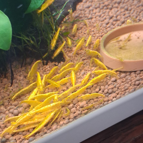 Crevette yellow néon