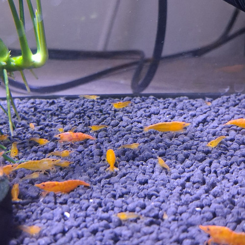 Crevette orange fire neocaridina