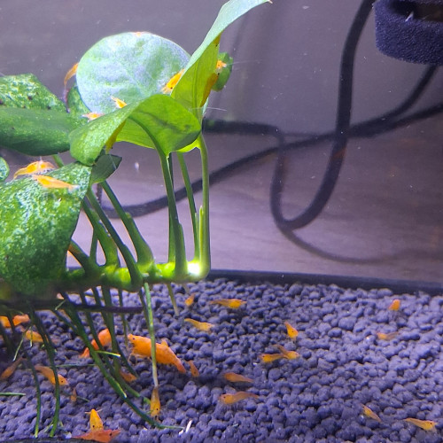 Crevette orange fire neocaridina