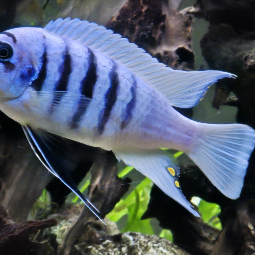 Pseudotropheus