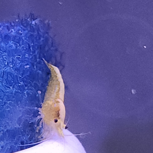 Crevette yellow neon jaune livraison gratuite