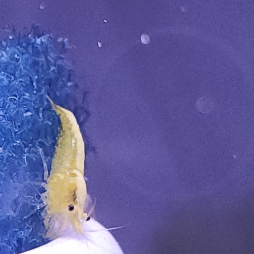 Crevette yellow neon jaune livraison gratuite