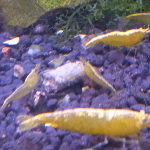 Crevette yellow neon jaune livraison gratuite