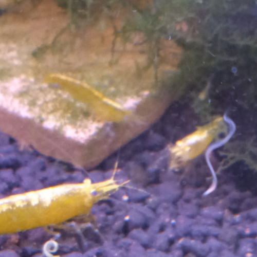 Crevette yellow neon jaune livraison gratuite