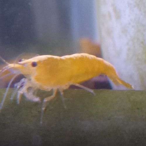 Crevette yellow neon jaune livraison gratuite