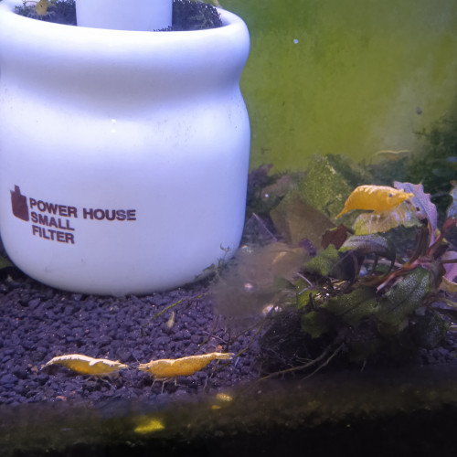 Crevette yellow neon jaune livraison gratuite