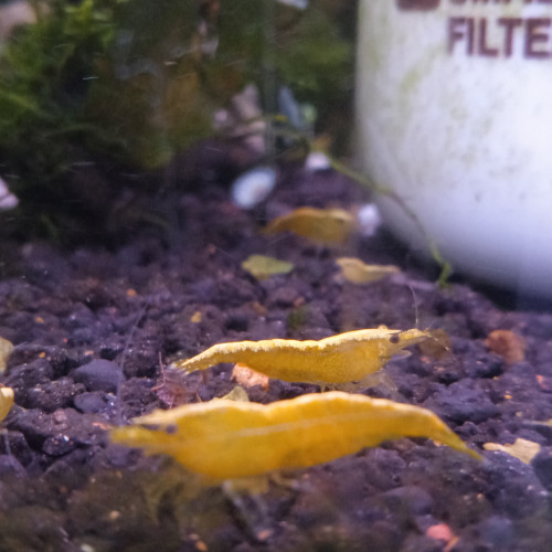 Crevette yellow neon jaune livraison gratuite