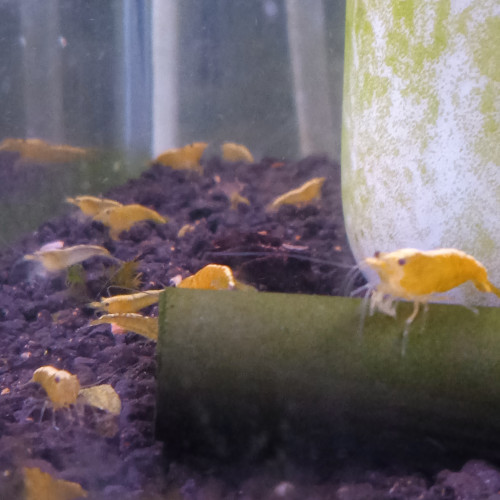 Crevette yellow neon jaune livraison gratuite