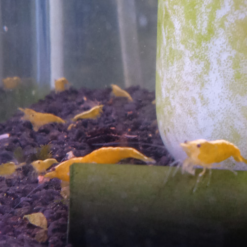 Crevette yellow neon jaune livraison gratuite