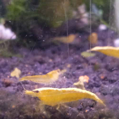 Crevette yellow neon jaune livraison gratuite