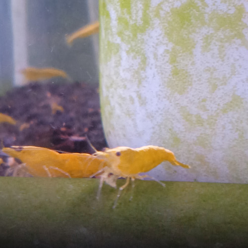 Crevette yellow neon jaune livraison gratuite