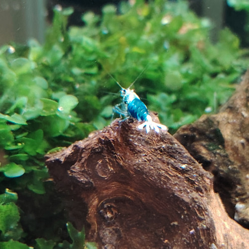 Crevettes blues océan