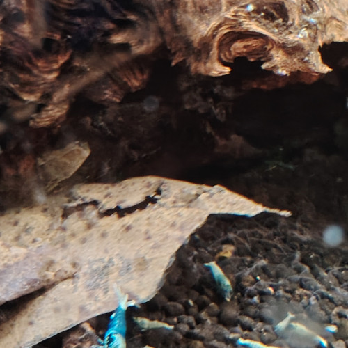 Crevettes blues océan