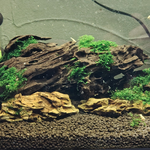 Vend Aquarium complet avec souche crevettes